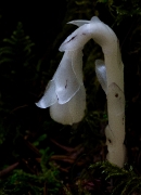 Monotropa uniflora, Indian Pipe